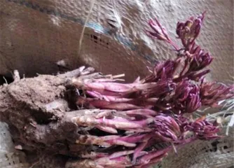 Paeonia Seed Germination Time and Precautions (Understanding Paeonia Seed Germination Time to Help Create Spring Beauty in Your Garden)