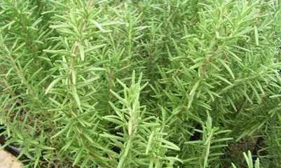 Rosemary Pruning Guide (How to Grow Your Rosemary Bush Lush)