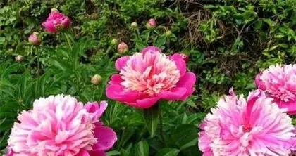 How to Grow Peonies at Home: Insider Tips for Successful Home Cultivation