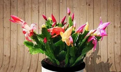 Cattleya Flowering Guide (Understand the Cattleya Flowering Cycle and Enjoy a Multicolored Blooming Season)