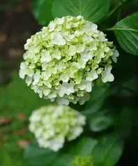 Is it sun-loving or shade-loving? Unveiling the sun requirements of hydrangea plants (Unveiling the mysteries of plant growth, solving your confusion about whether hydrangeas prefer sun or shade!)