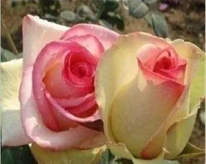 A Comprehensive Analysis of the Rose Seed Germination Process (From Early to Late Stages, All the Information You Need to Know)