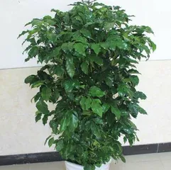 The Planting and Maintenance of a Happy Tree (From Planting to Growth, Teach You to Create Your Own Happy Tree)