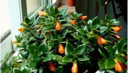 The Methods and Techniques for Growing Calceolaria (Creating a Unique and Beautiful Landscape)