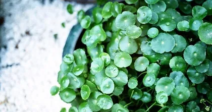 How to Choose Plants Suitable for Growing in Sandy Soil (Exploring the Characteristics of Sandy Soil and Its Impact on Plant Growth)