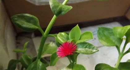 The blooming period and frequency of flowering of the String of Hearts (how many times does it bloom in a year? In which months does it bloom? How to manage it?)
