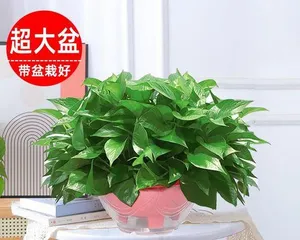Indoor Plants (15 Recommended Indoor Plants for Purifying Indoor Air)