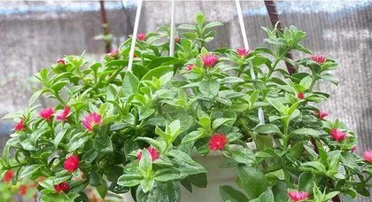 The leaves of the peonies吊兰 are rotting, save it! (Teach you how to rescue the illness and make your吊兰 regain vitality.)