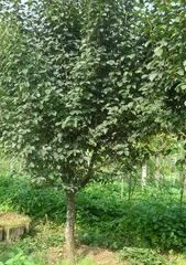 The Mystery of Persimmon Apple's Fruit-Bearing Years (Unveiling the Mystery of Persimmon Apple Fruit-Bearing and Glimpsing Cultivation Details)