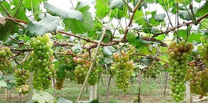 Illustration of Pruning Techniques for Mountain Grapes (Master these skills to improve fruit yield and quality)