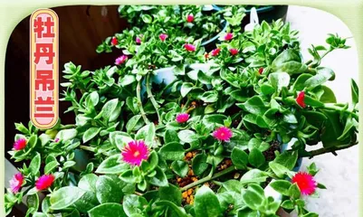 Cultivation and Watering Techniques for String of Hearts (Master the Watering Techniques to Ensure Healthy Growth of String of Hearts)