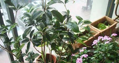 Watering Techniques for Healthy and Thriving Potted Osmanthus (The correct watering method and frequency are key)