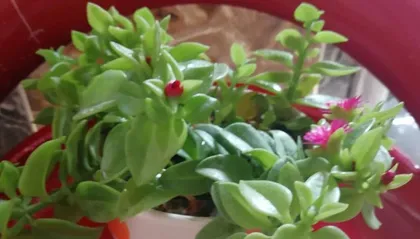 The winter blooming phenomenon of the African violet (Observation of the characteristics and analysis of the reasons for the African violet's winter blooming)