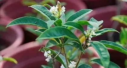 Potting Osmanthus Soil Formula and Planting Techniques (Creating Your Own Pot Osmanthus – Detailed Explanation of Soil Formula and Planting Techniques)
