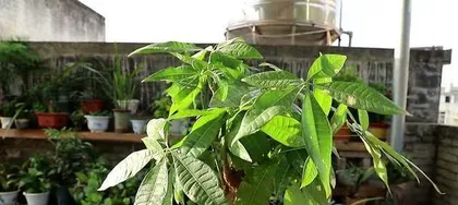 How to Scientifically Water and Care for the Money Tree (Precautions and Methods for Watering the Money Tree)