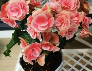 Discover the secret of Begonia rex-cultorum's love for the sun (unveiling the mystery of sun-loving Begonia rex-cultorum, understanding their dependence on and the impact of the sun)