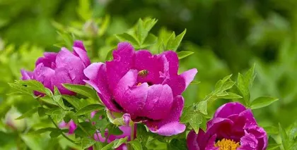 What do peonies represent (exploring the cultural connotations and symbolic meanings of peonies)