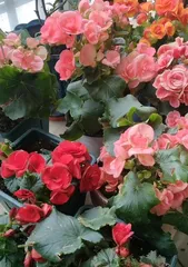 How to Make Begonia Cuttings Root Successfully (Detailed Explanation of Key Factors: Cutting Time, Soil, Light, Temperature, etc.)