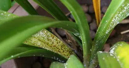 What to do if there are bugs in your pot plants? (8 practical methods to help you easily get rid of pests)