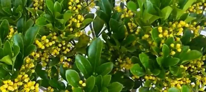 Milan Flower Bloom Guide (Explore the beauty of Milan through its four seasons, master bloom information, and experience the charm of blooming flowers)