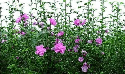 How to properly maintain hibiscus flowering period 2