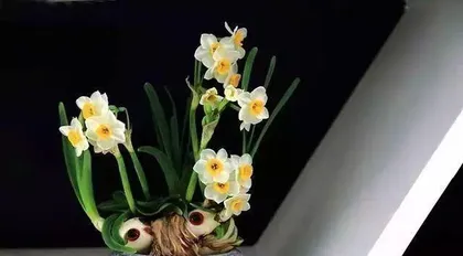 What kind of flowers are suitable for the south-facing balcony? — Green plant choices for creating a pleasant leisure space