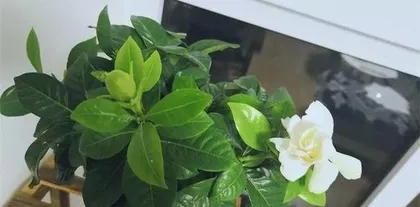 Detailed Steps for Repotting Bonsai (A Step-by-Step Guide to Renewing Your Bonsai) 3