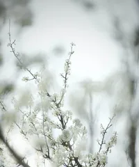 The blooming period and flower language of plums (plum blooming time and its meaning)