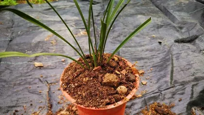 Prevention and Control Methods for Phalaenopsis Root Rot (Master These Techniques to Easily Deal with Phalaenopsis Root Rot)