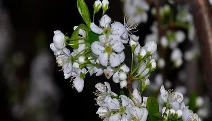 The Color of Plum Blossoms (Exploring the Color Characteristics of Plum Blossoms)