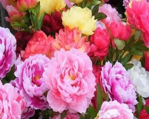 The Nutritional Value and Edible Methods of Peony Seeds (Exploring the Deliciousness and Nutritional Benefits of Peony Seeds to Enrich Your Table)