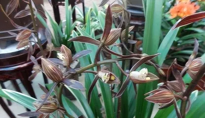 Methods and Key Points of Phalaenopsis Flowering Management (Creating a Magnificent and Gorgeous Phalaenopsis Garden)