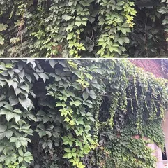 Creating an Indoor Green Climbing Plant Paradise (How to Choose, Manage, and Decorate with Indoor Climbing Plants)