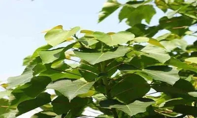 Is the fruit of the wood tung tree poisonous? (In-depth understanding of the toxicity of wood tung tree fruits and its hazards)