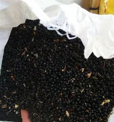 Analysis of Peony Seed Germination Time and Key Factors (Exploring the Time, Conditions, and Techniques for Peony Seed Germination)