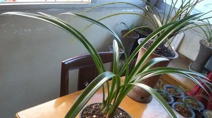 Complete Guide to Caring for Ink Orchids in Winter (Let Your Ink Orchids Bloom Beautifully in Winter)