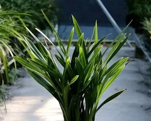 Complete Winter Care Guide for Black Orchids (Make Your Black Orchids Bloom Beautifully in Winter) 2