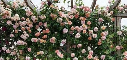 How to grow climbing roses? (Care techniques, growing environment, fertilization methods) 2