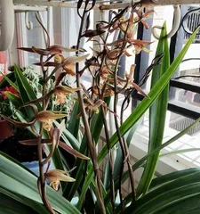 Complete Winter Care Guide for Black Orchids (Make Your Black Orchids Bloom Beautifully in Winter) 3