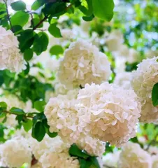 Discover the Varieties of Hydrangeas (Analyzing the Different Species and Characteristics of Wood Hydrangeas)
