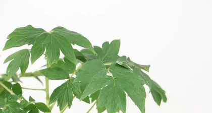 What should I do if peony leaves wilt? (Methods for dealing with wilted peony leaves and prevention measures)