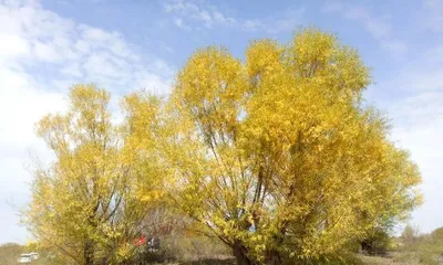 What kinds of trees are suitable for planting in Ningxia? (Exploring the common tree species in Ningxia and their characteristics)