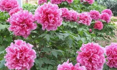 Peony's summer blooming (Exploring the规律 of peony's summer blooming to make your garden more colorful)
