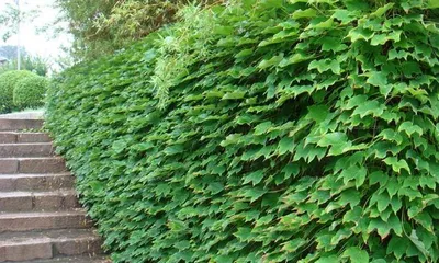 ivy - a common climbing plant (appearance, ecology, distribution, and uses)