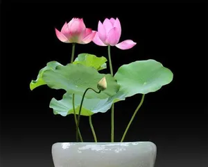 Lotus Care Ultimate Guide (From Selection to Maintenance, Easily Create a Beautiful Garden)