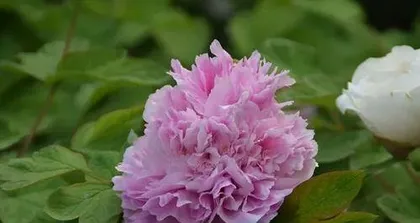 Peony – The Legend of China's National Flower (Origin History, Cultural Significance, Variety Characteristics, and Garden Design)