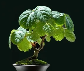How to Grow Climbing Ivy at Home (Creating a Lush Indoor Environment Starting with Potted Climbing Ivy)