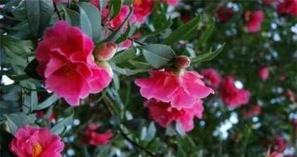 Are Camellias Afraid of Sunlight? (Exploring Camellia