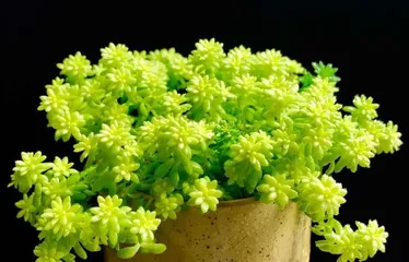 The Correct Way to Grow Succulents with Wood Chips (Creating a Healthy Green Life, Starting with Growing Succulents with Wood Chips)
