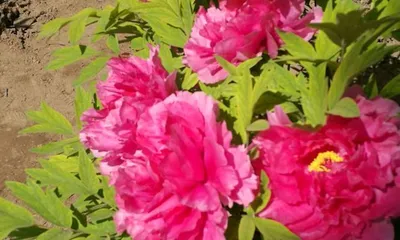 National Flower: Peony, the Origin of the Flower of Wealth and Honor